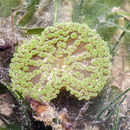Image de Stichodactyla tapetum (Hemprich & Ehrenberg ex Ehrenberg 1834)