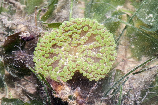 18.https www inaturalist org photos 4793677.580x360