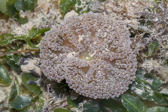 18.https www inaturalist org photos 4793690.580x360