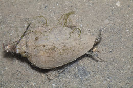 Image of <i>Strombus canarium</i>