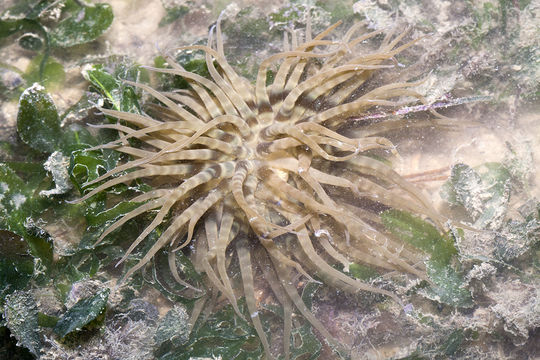 Image of <i>Boloceroides mcmurrichi</i>