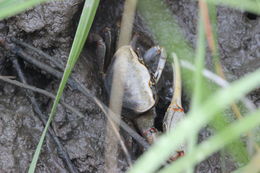 Image of red-joint fiddler