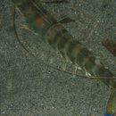 Image of caramote prawn