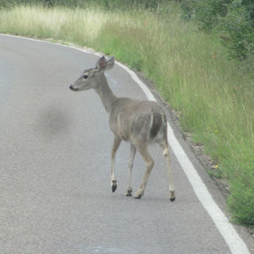 18.https www inaturalist org photos 4797042.580x360