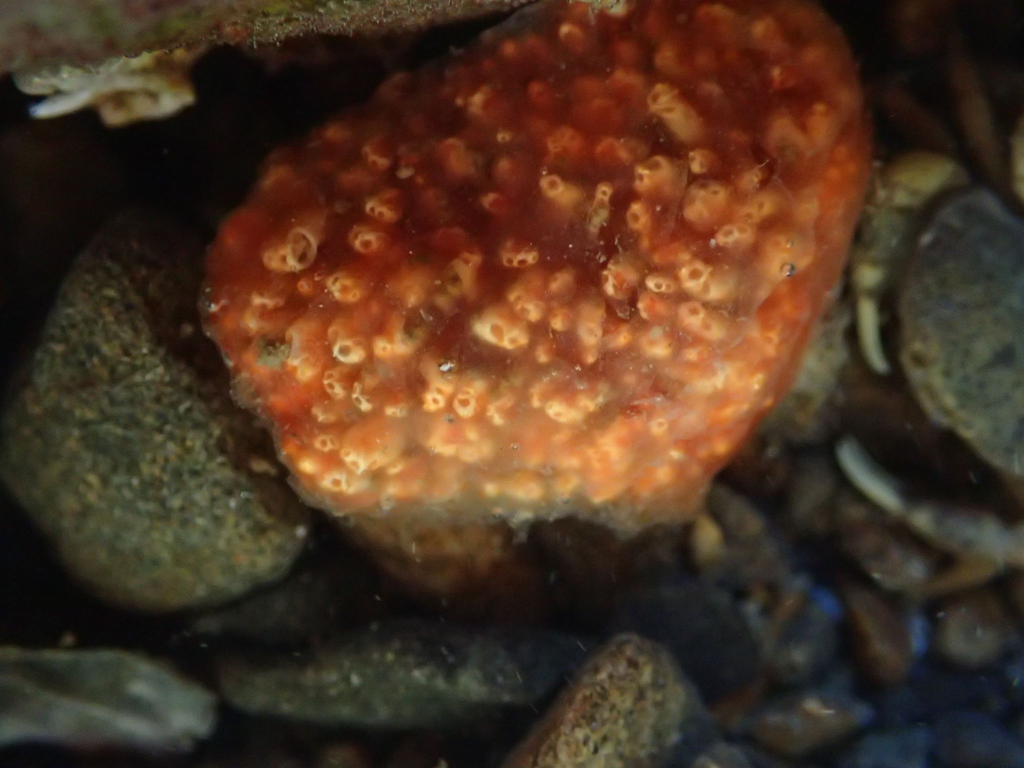 Image of <i>Aplidium benhami</i>