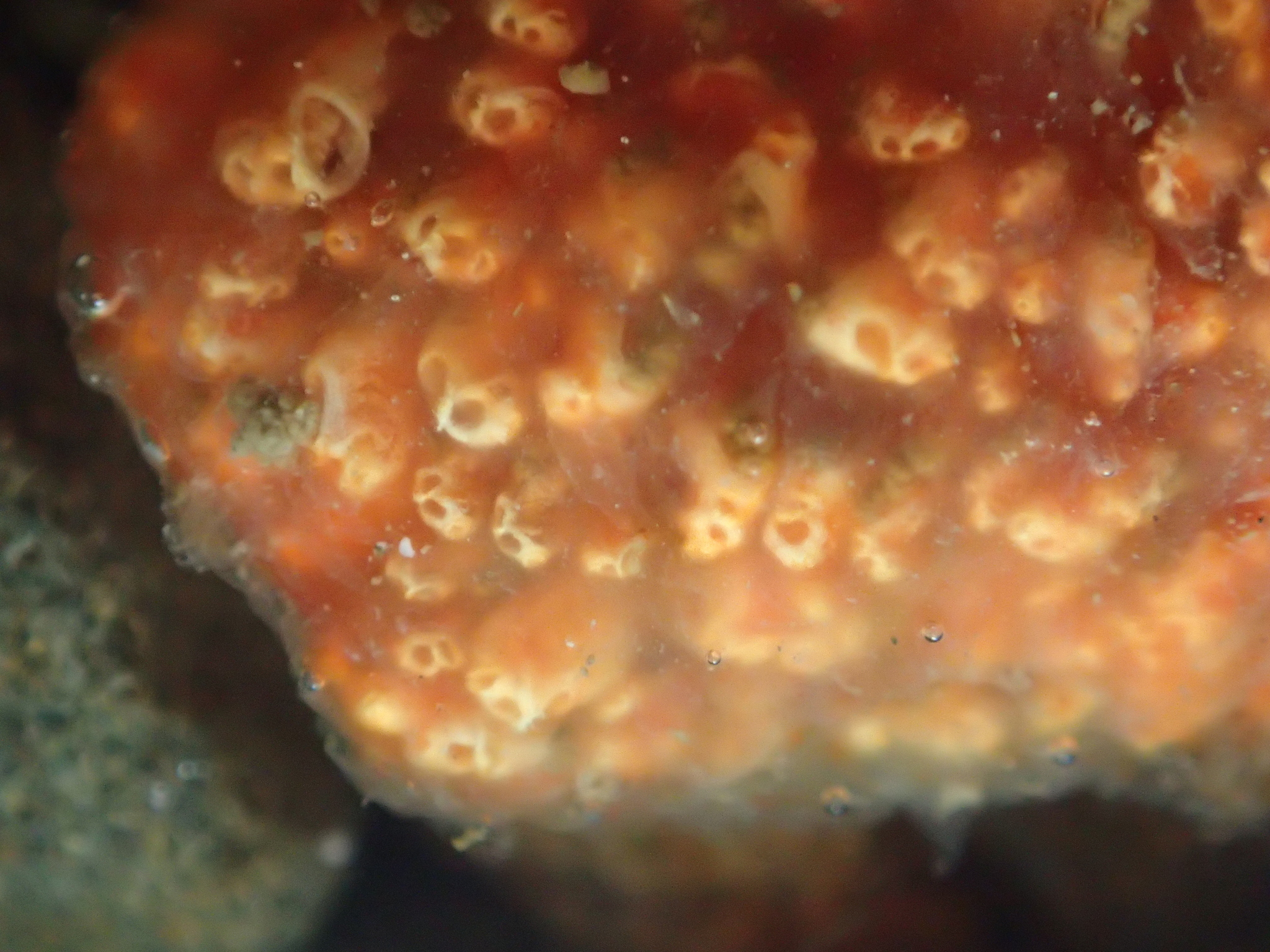 Image of <i>Aplidium benhami</i>
