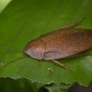 Image of Pseudophoraspis nebulosa (Burmeister 1838)