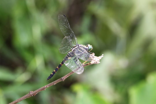 Image of <i>Onychothemis testacea</i> Laidlaw 1902