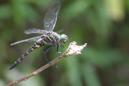 Image of <i>Onychothemis testacea</i> Laidlaw 1902