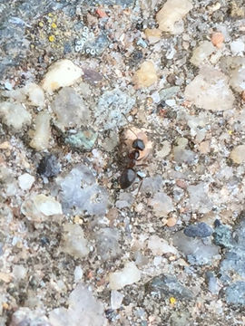 Image of Small black ant