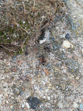 Image of Small black ant