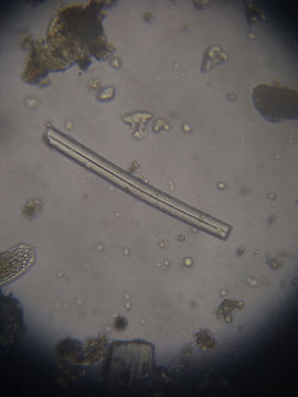 Image of <i>Heteromeyenia tubisperma</i>