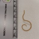 Image of feline roundworm