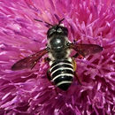 Image of Megachile pugnata Say 1837