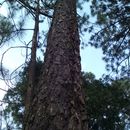 Image of <i>Pinus durangensis</i>