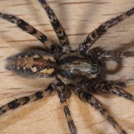 Image of Tegenaria ferruginea (Panzer 1804)