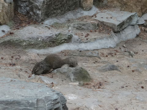 Image of Père David’s Rock Squirrel