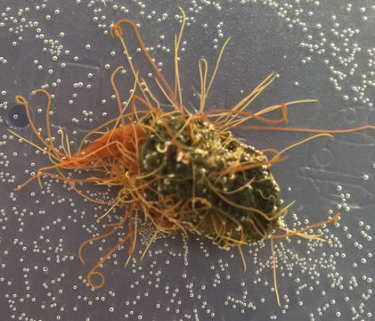 Image of <i>Timarete luxuriosa</i> (Moore 1904)