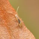Image de Zorotypus (Zorotypus) hubbardi Caudell 1918