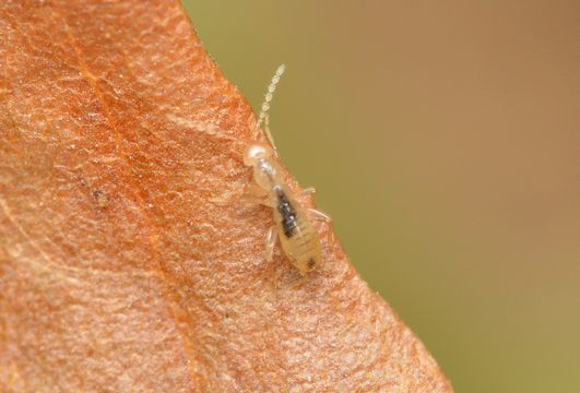 Image of <i><i>Zorotypus</i></i> (Zorotypus) <i>hubbardi</i> Caudell 1918