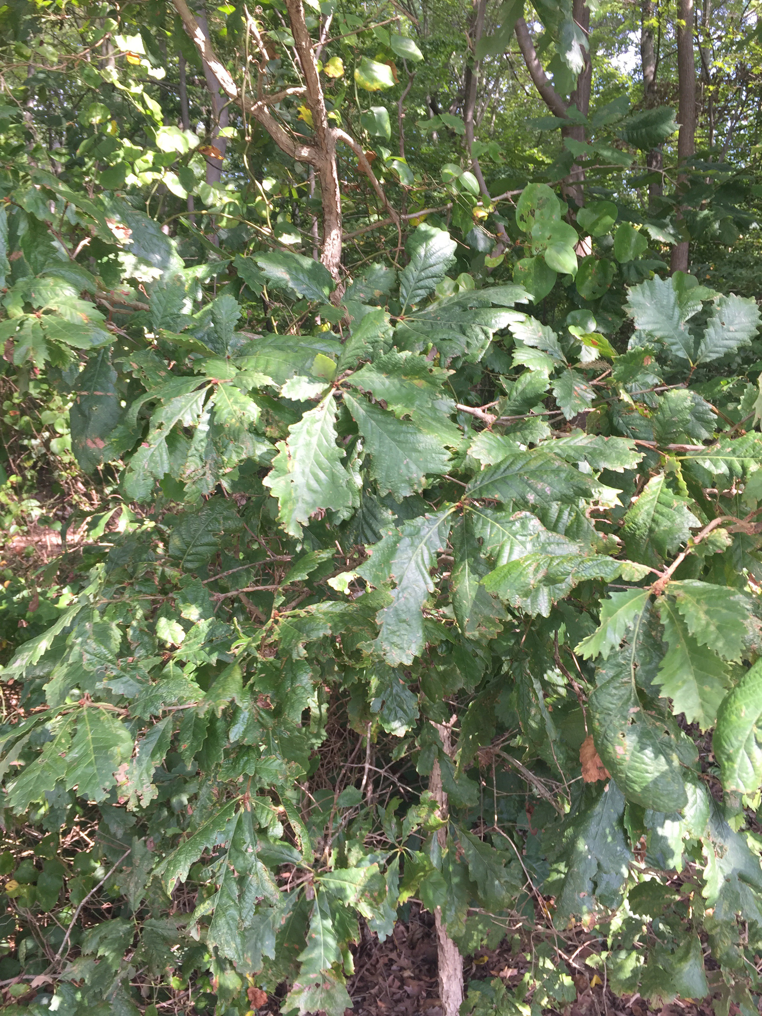 Image of <i>Quercus michauxii</i>