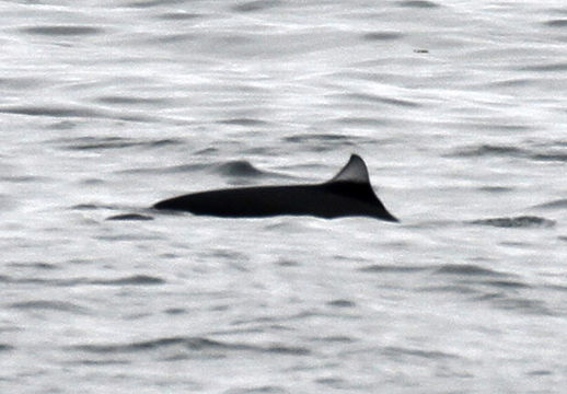 Image of Dall's Porpoise