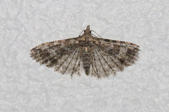 18.https www inaturalist org photos 4847616.580x360