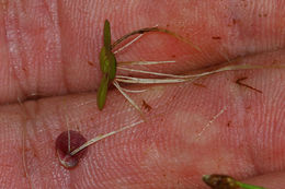Image of <i>Spirodela polyrhiza</i>