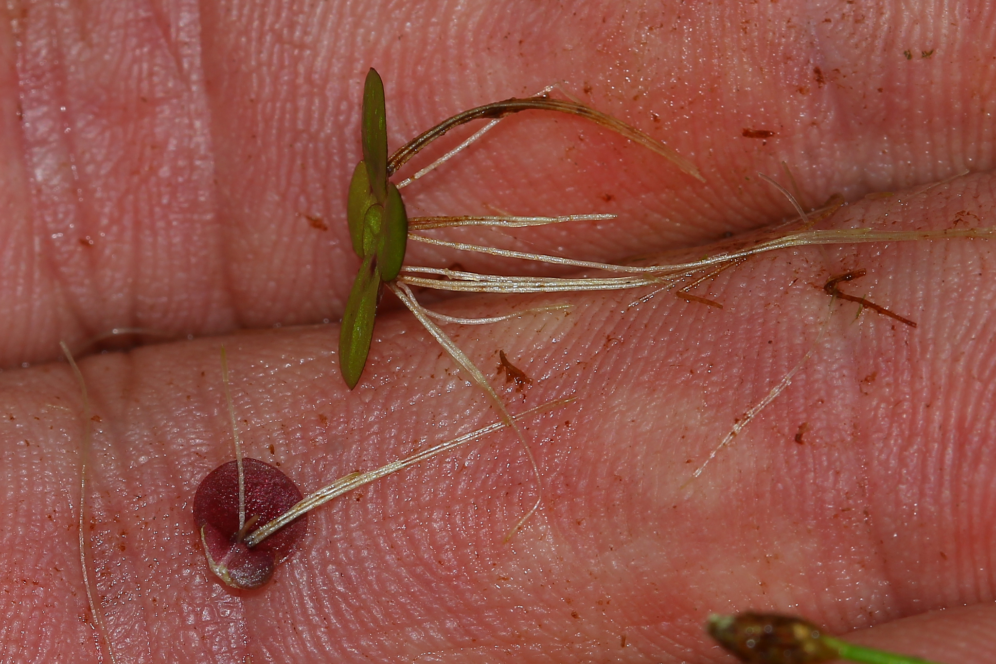 Image of <i>Spirodela polyrhiza</i>