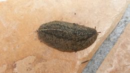 Image of <i>Leidyula floridana</i>
