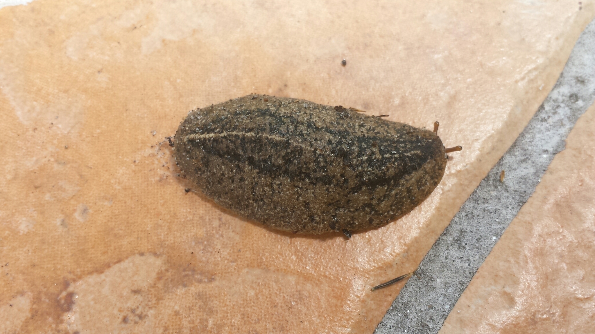 Image of <i>Leidyula floridana</i>