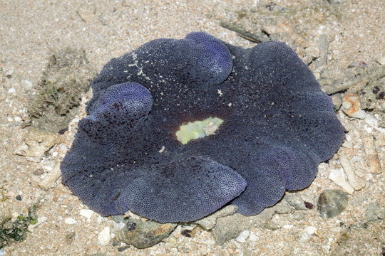 18.https www inaturalist org photos 4856921.580x360