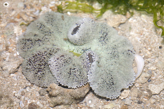 18.https www inaturalist org photos 4856955.580x360