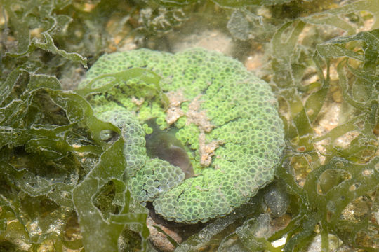 18.https www inaturalist org photos 4857006.580x360