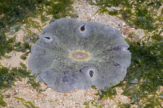 18.https www inaturalist org photos 4857014.580x360