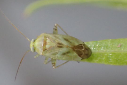 Image of Broken-backed Bug
