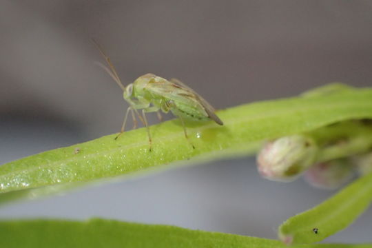 18.https www inaturalist org photos 4866591.580x360