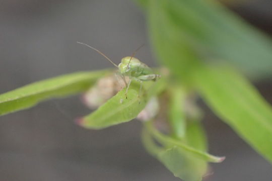 18.https www inaturalist org photos 4866594.580x360
