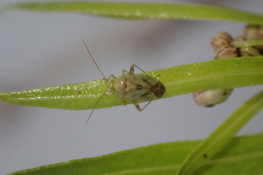 18.https www inaturalist org photos 4866600.580x360