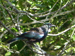 Image of Prosthemadera novaeseelandiae (Gmelin & JF 1788)