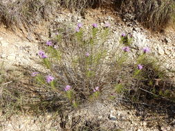 Image of <i>Liatris punctata mucronata</i>
