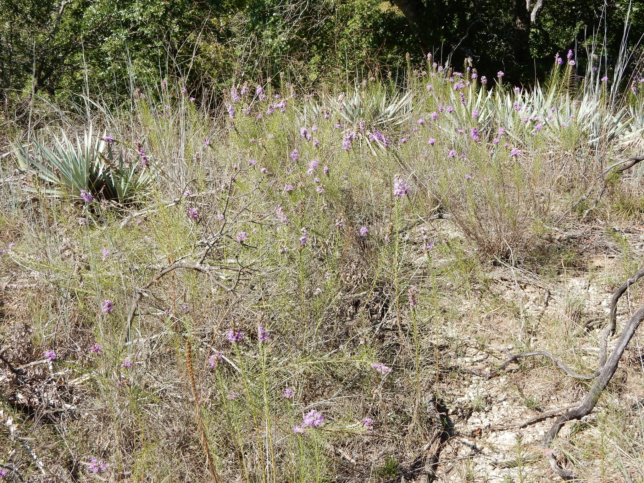 Image of <i>Liatris punctata mucronata</i>