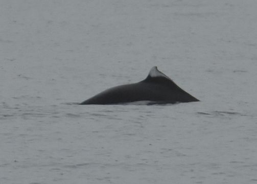 Image of Dall's Porpoise