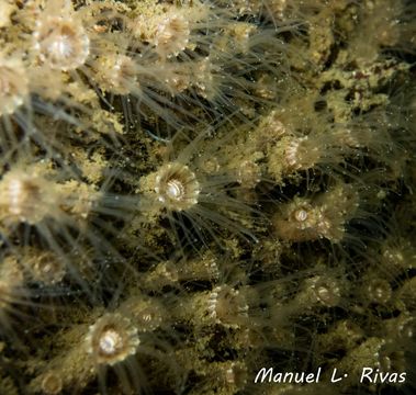 Image of <i>Epizoanthus couchii</i> (Johnston ex Couch 1844)