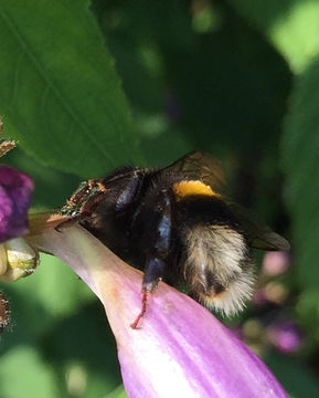 18.https www inaturalist org photos 4884710.580x360