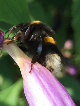 18.https www inaturalist org photos 4884711.580x360