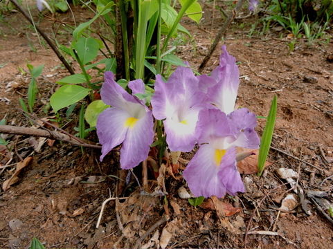 Image of <i>Siphonochilus aethiopicus</i>