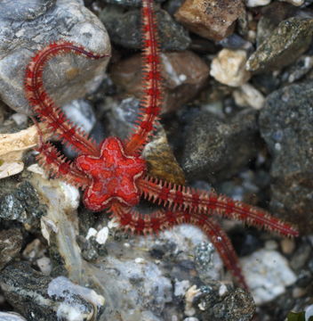 Image of Daisy brittle star