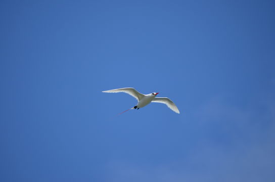 Image of Red-tailed Tropicbird