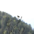 Image of Tree pipit